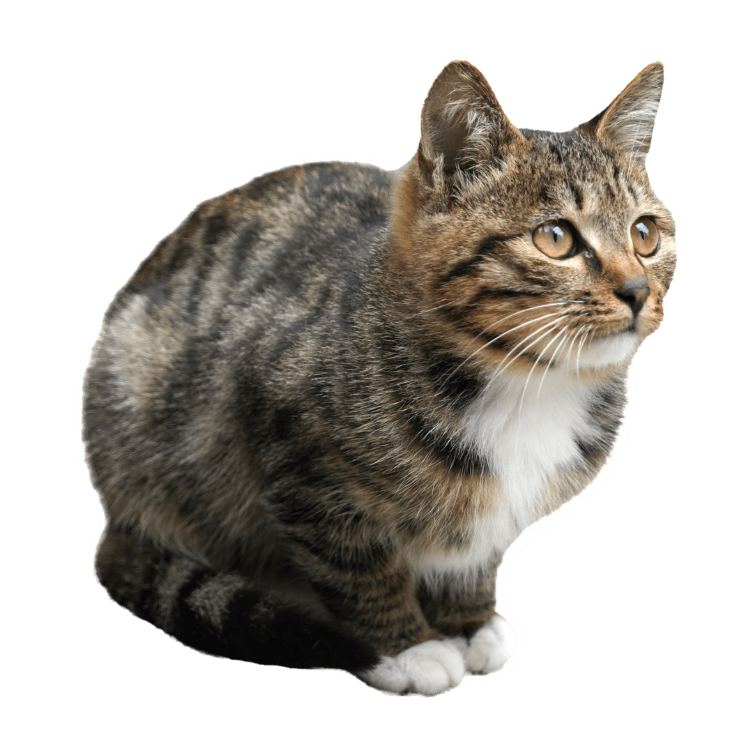 /images/product.png